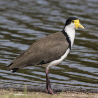 Masked Lapwing